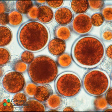 Haematococcus