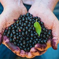 Maqui Berry
