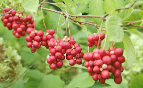 Schisandra